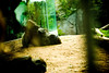 Kaz's 1st Birthday at the Zoo! : 